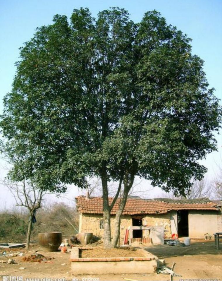 什么树是吉祥树,什么树寓意好又好养活