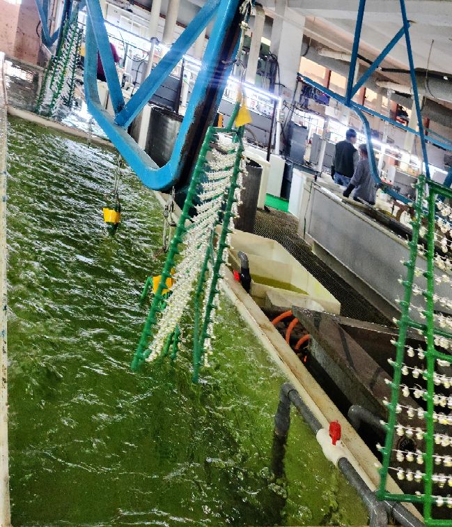 青岛天元工艺品有限公司,青岛瑞祥工艺品有限公司