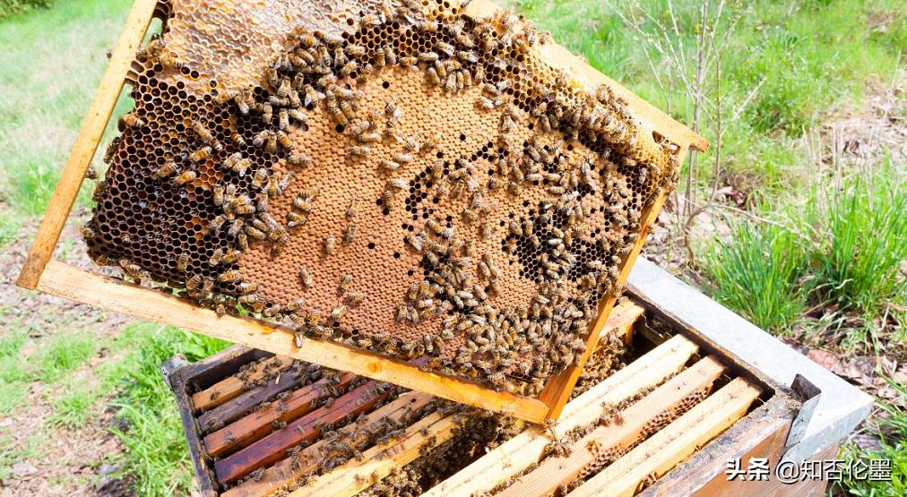 5年后农村养殖什么最赚钱,农村2021年养殖什么前景最好