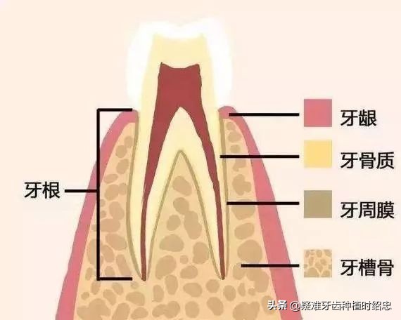 为什么换完牙齿后牙齿还会松动,换过的牙齿松动是什么原因