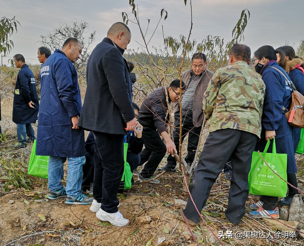 桃树产业,桃树园的发展方向