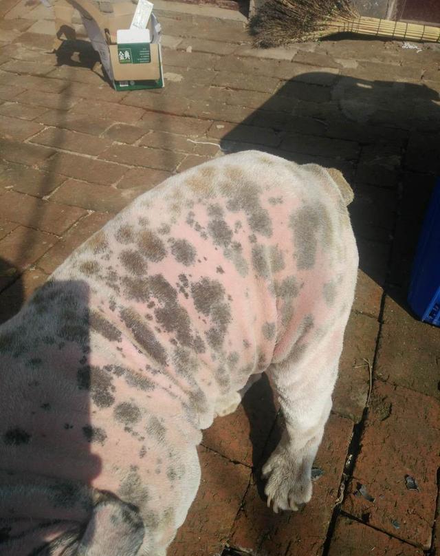 为什么很多人养外国犬种,英国斗牛犬为什么禁养