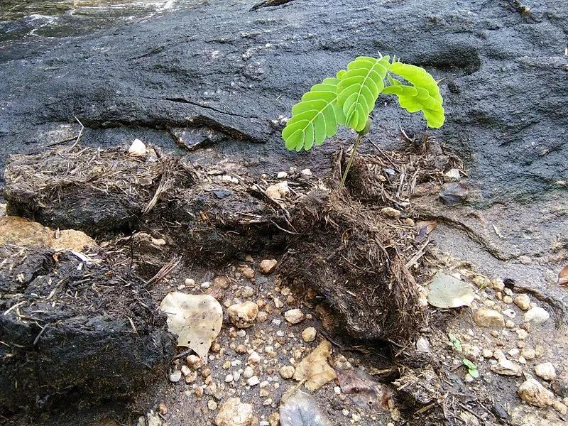 大象能吃带壳的榴莲么,大象吃榴莲带壳