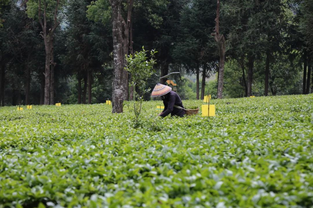 「茗边聚焦七彩云南·庆沣祥系列报道之③」浅谈百山百味