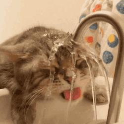 给猫咪洗澡的做法,给猫咪洗澡的方法和技巧