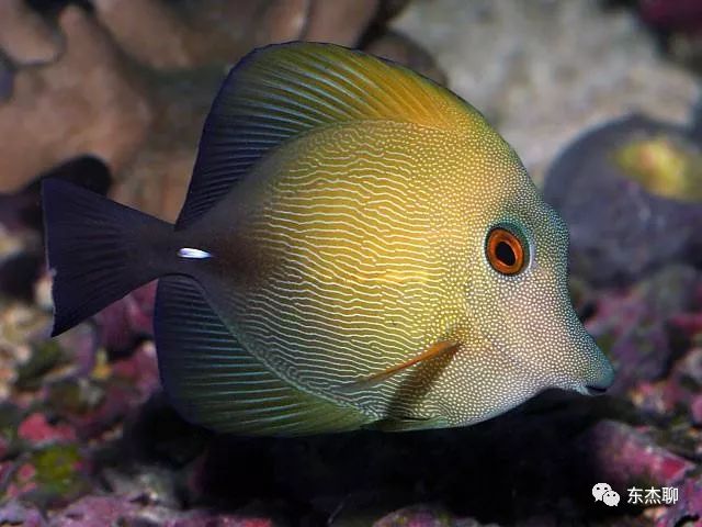 鱼缸里可以养的海水鱼有哪些,哪些海水鱼可以繁殖