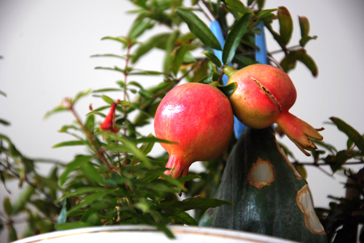 石榴盆栽的养殖方法和注意事项,室内适合养什么品种的石榴盆栽