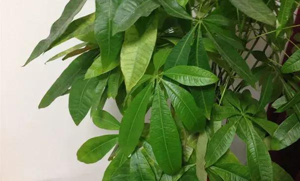 榕树冬天黄叶是什么原因,花卉黄叶原因判断