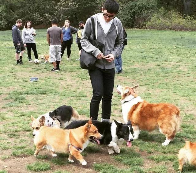 柯基长大了成什么样子,柯基长大都是一个样吗