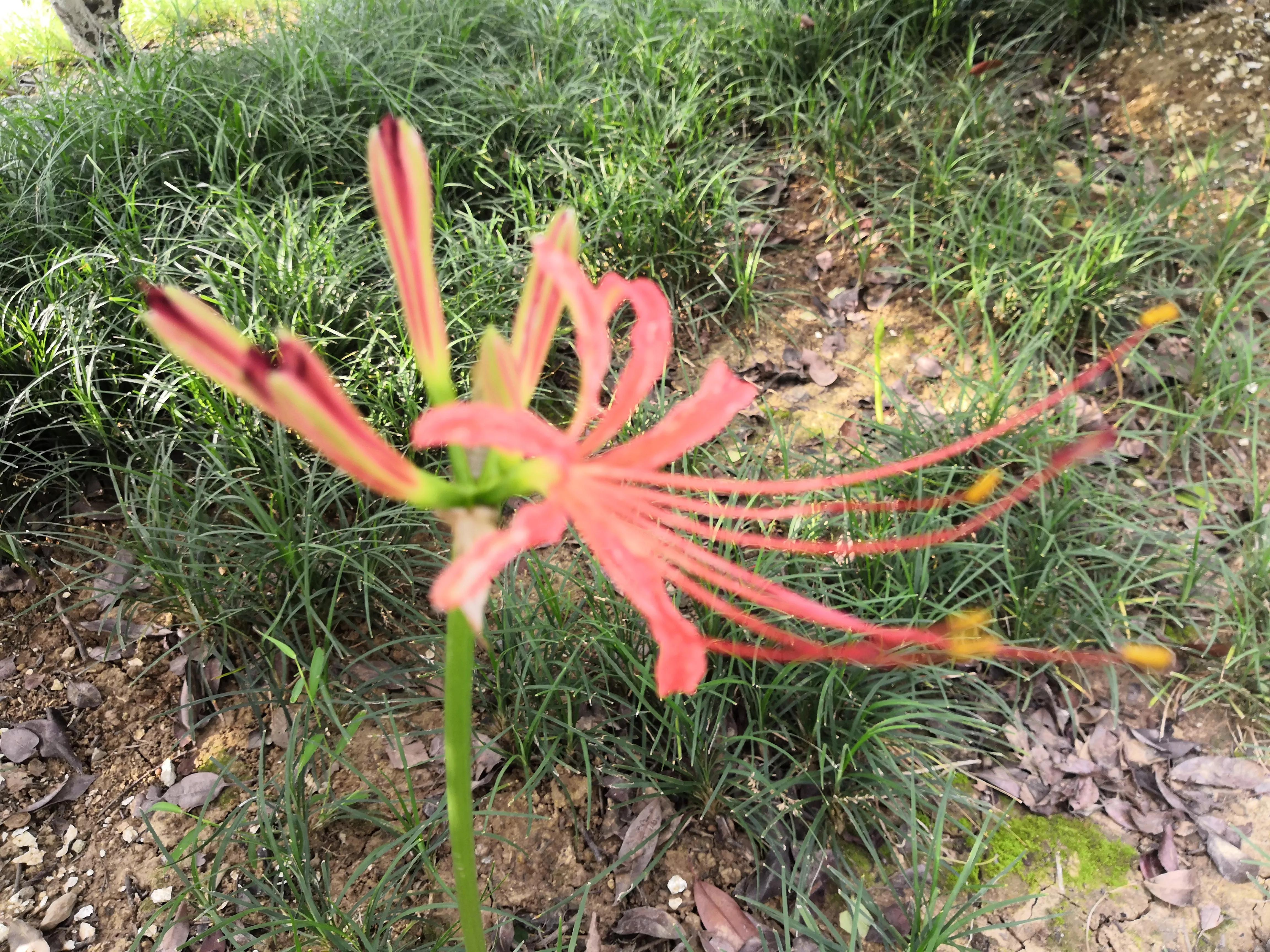 曼珠沙华有毒吗怎么养 (曼珠沙华有毒吗可以治吗)