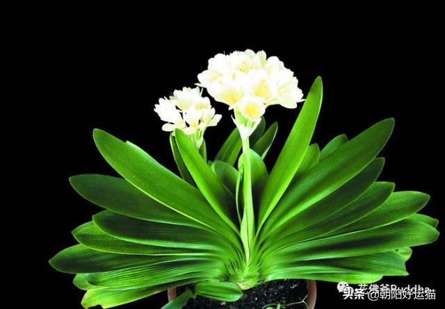 你见过如此珍贵的兰花吗,带你了解兰花