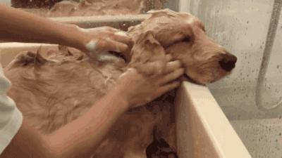 「畅享养宠」夏季狗狗异味深长？简单几招，让Ta一味不留