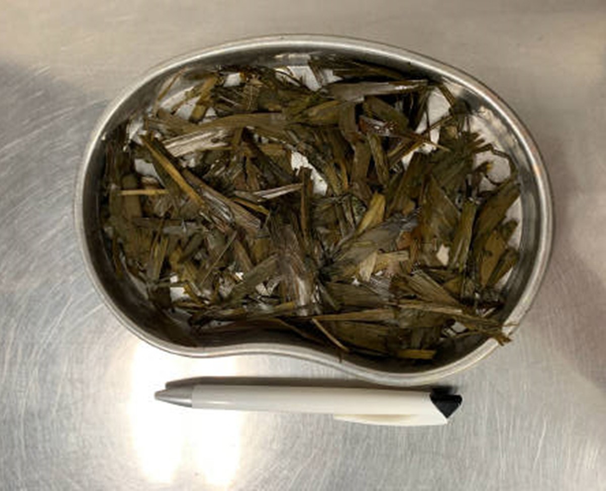 猫草并非“灵丹妙药”,过量食用存在四点缺陷,铲屎官需谨慎!