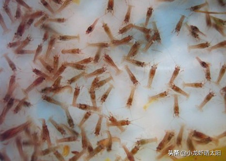 小龙虾孵化了怎么办,小龙虾虾卵怎么孵化