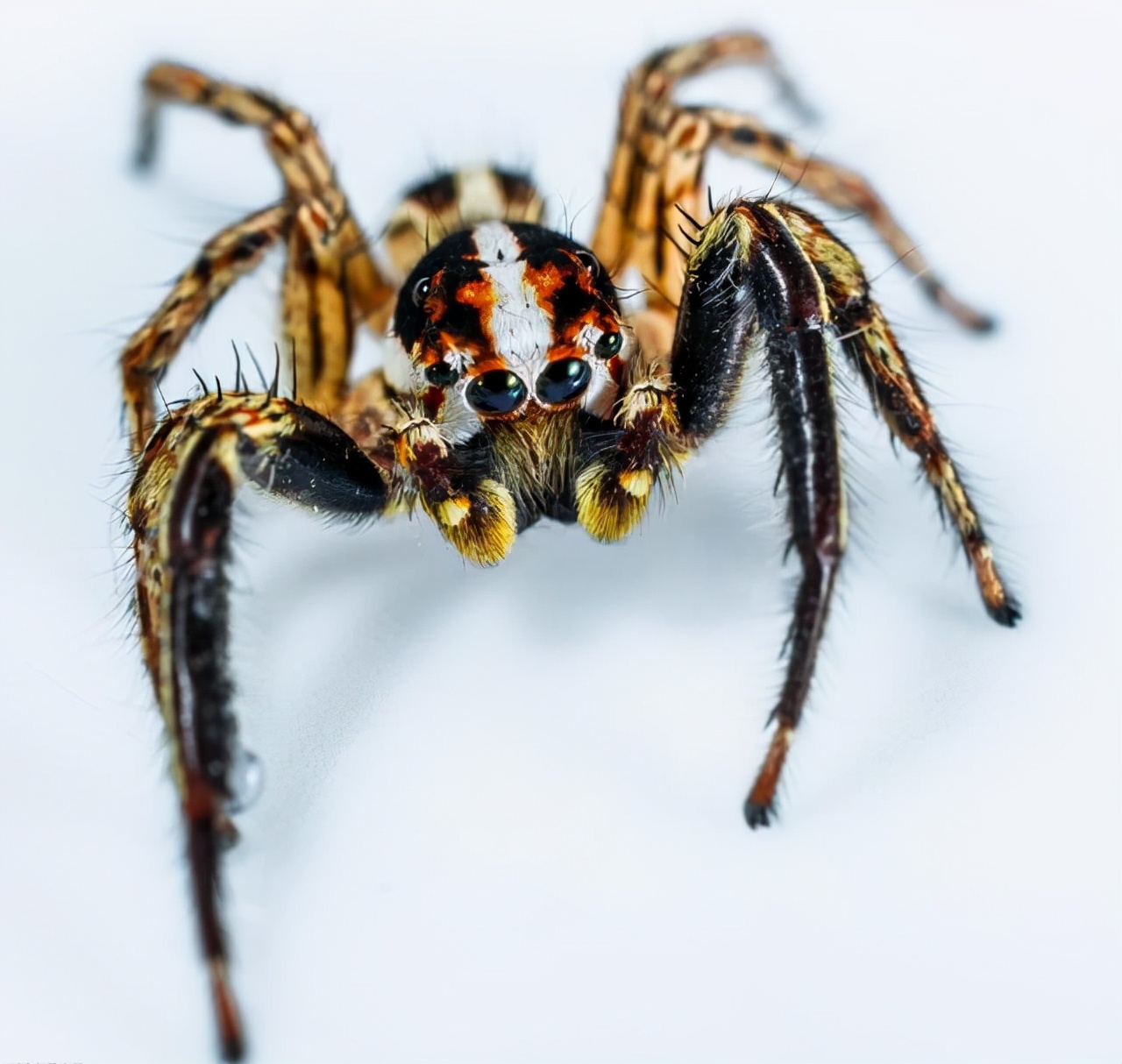 对人无毒的壁虎为何是五毒之一,人畜无害的壁虎为什么无毒