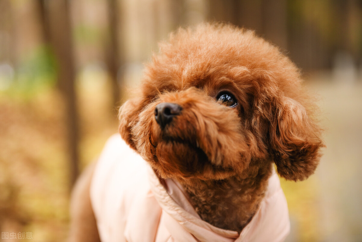 泰迪狗狗尿里有血块是怎么回事,泰迪突然尿多是什么原因