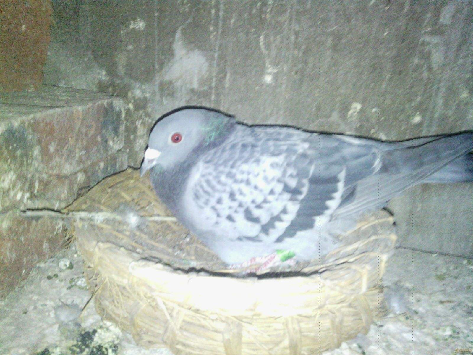 鸽子孵化被打扰,鸽子的孵化时间