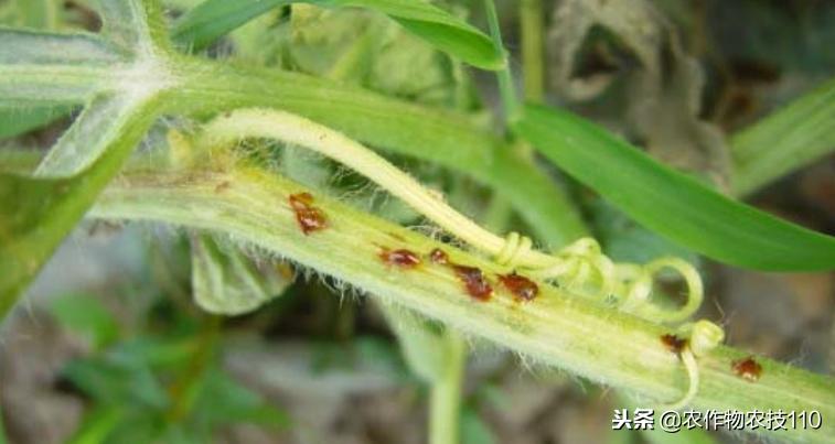 2021年温室大棚甜瓜种植技术,最好的大棚甜瓜种植方法