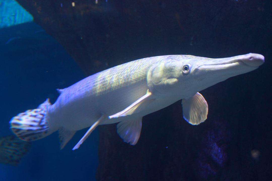 极具攻击性的观赏鱼有哪些,常见的攻击性强的观赏鱼