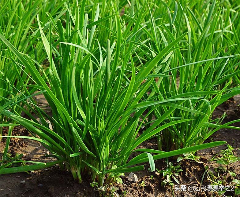 印度神油到底是怎样一种功效药?成分是什么,为何由出家人发明?