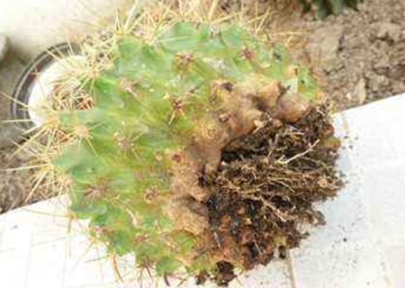 仙人球腐烂早期如何挽救,仙人球腐烂的原因及处理方法