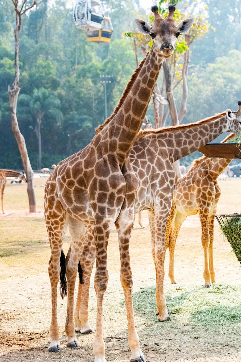 广州长隆野生动物世界旅游攻略,长隆野生动物世界攻略2-3天广州游