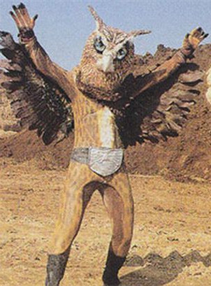 猫头鹰｜散发神秘与诡异，伟大的猎手，结果因为太萌了成了宠物