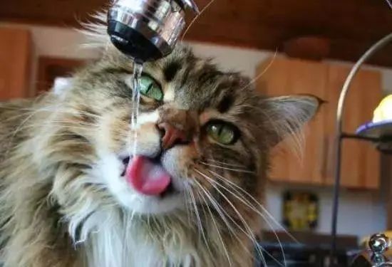 猫咪呕吐的原因及处理方法,猫咪呕吐不吃猫粮是什么原因