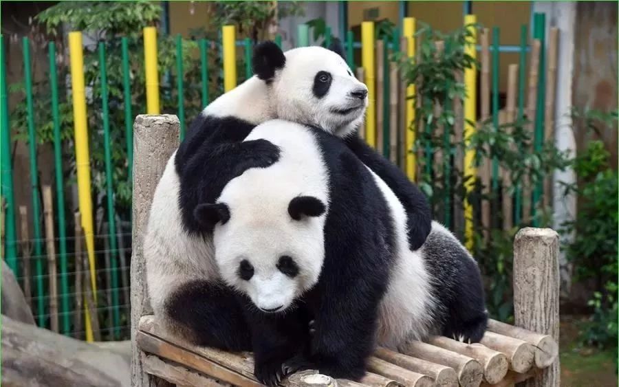 马来西亚为啥退换大熊猫,马来西亚退还中国大熊猫是真的吗