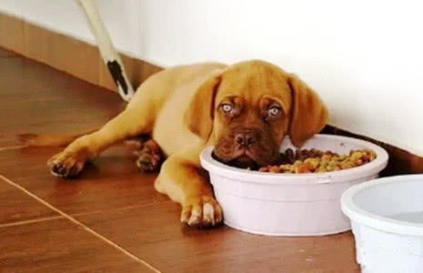 狗狗不吃饭吃什么食物好,改善狗狗挑食不吃饱