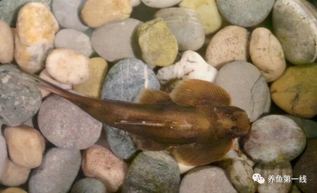 十种常见的水生动物,鳅科动物图片