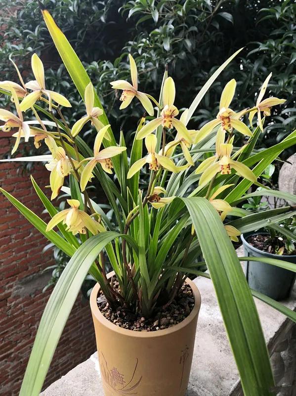 秋季兰花怎么养才能旺盛容易开花,兰花春不出夏不晒秋不干什么原因