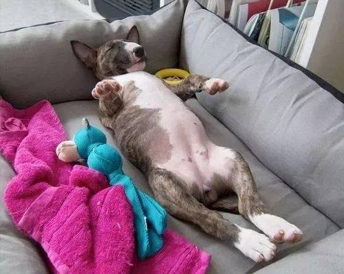 困成狗是什么样子,看看你家小狗的睡姿