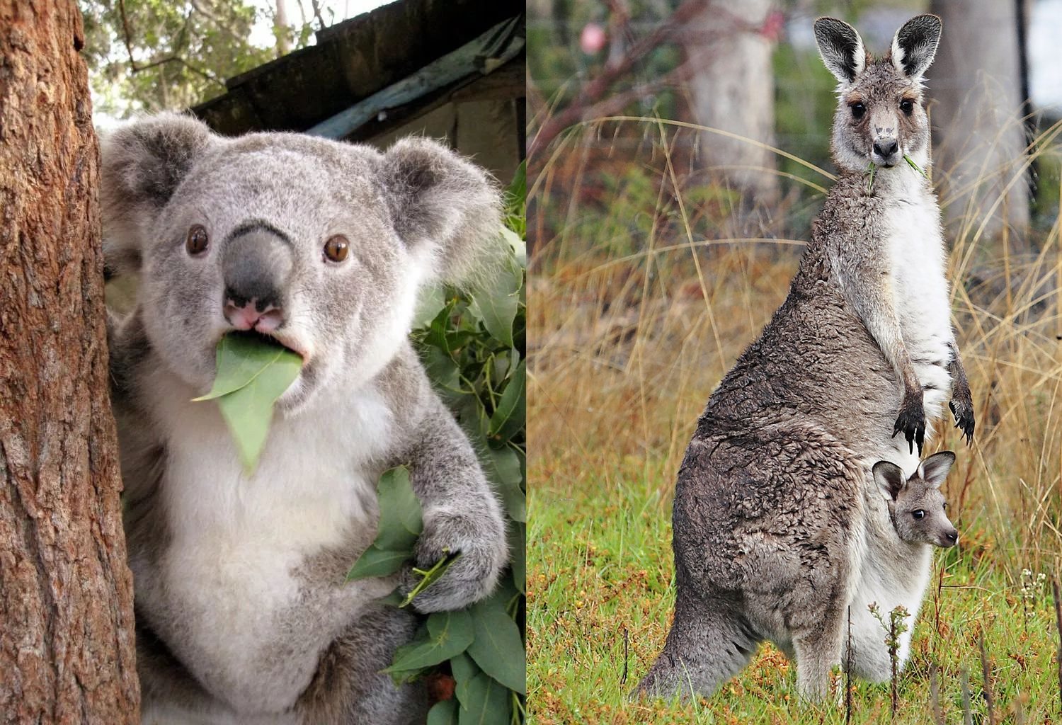 考拉灭绝袋鼠泛滥,关于考拉面临灭绝原因的问题