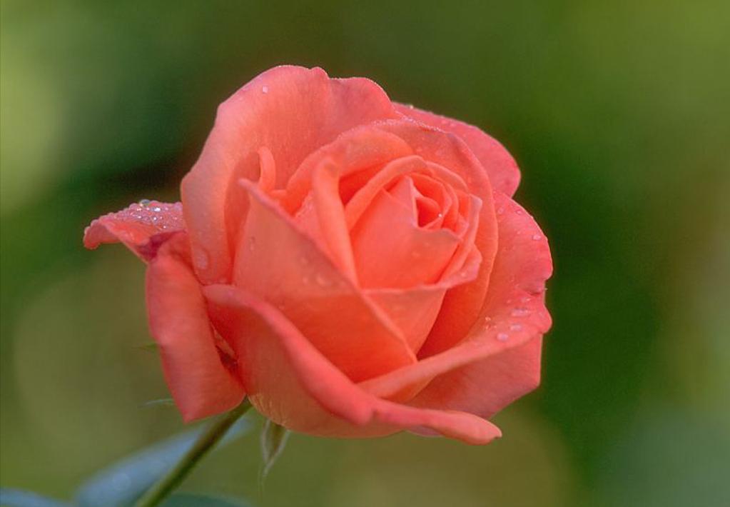 最好看的玫瑰产于哪国,哪国玫瑰最出名