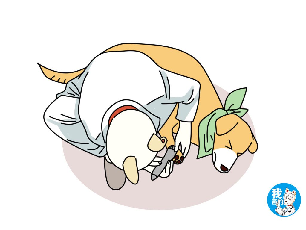 狗子不让剃脚毛怎么办,狗子趾间炎爪子毛要剃吗