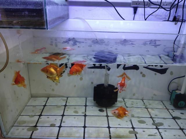 关于硝化细菌的有关知识,硝化细菌深度解析