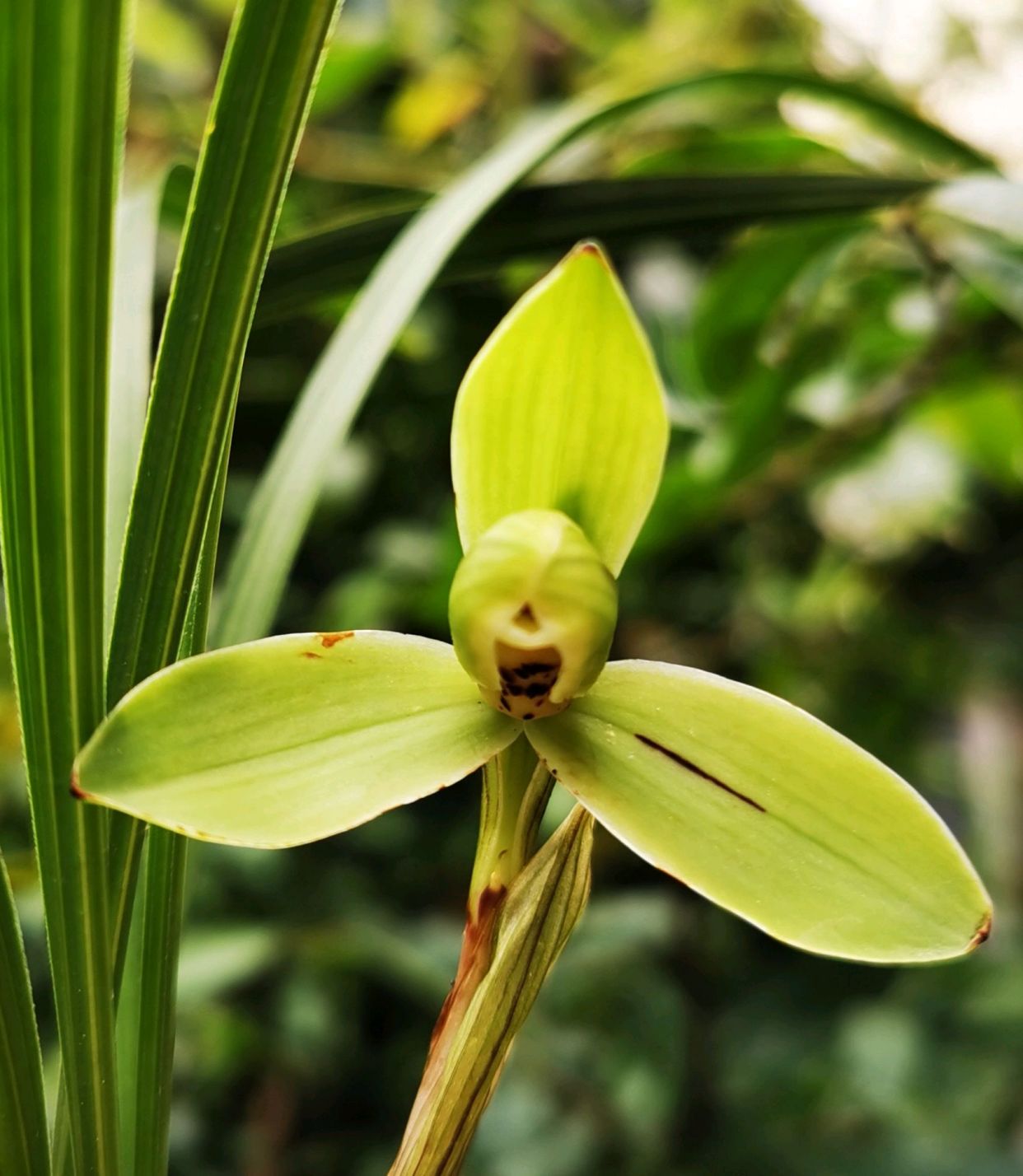 春兰宋梅怎么养才容易开花呢,春兰宋梅养护方法及注意事项