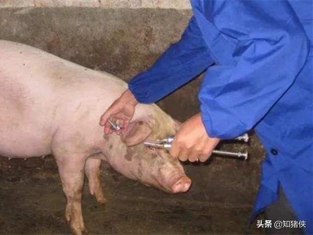 猪呕吐腹泻耳朵发紫是啥原因,猪喘不吃食耳朵发紫请问是什么病