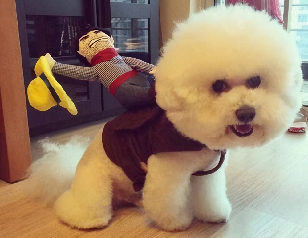 谨慎！不要再用这几种方式遛比熊了，会伤害到它