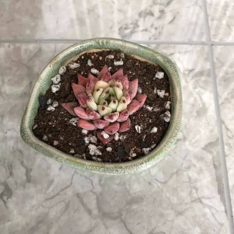 新手小白入坑多肉必看攻略,多肉新手入坑必备指南