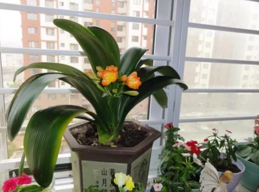 油烟机的废油别扔留下省钱又实用,油烟机废油养花的正确方法