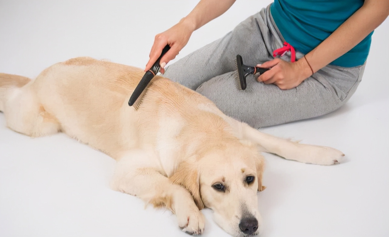 狗狗不爱听话怎么办,怎么解决狗狗过于粘人的问题