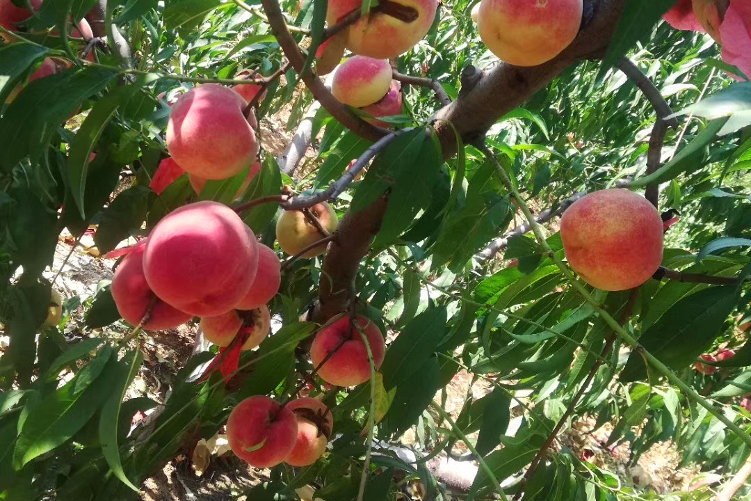 真是意外，坏果子也能走红，10元/斤，商贩在抢货