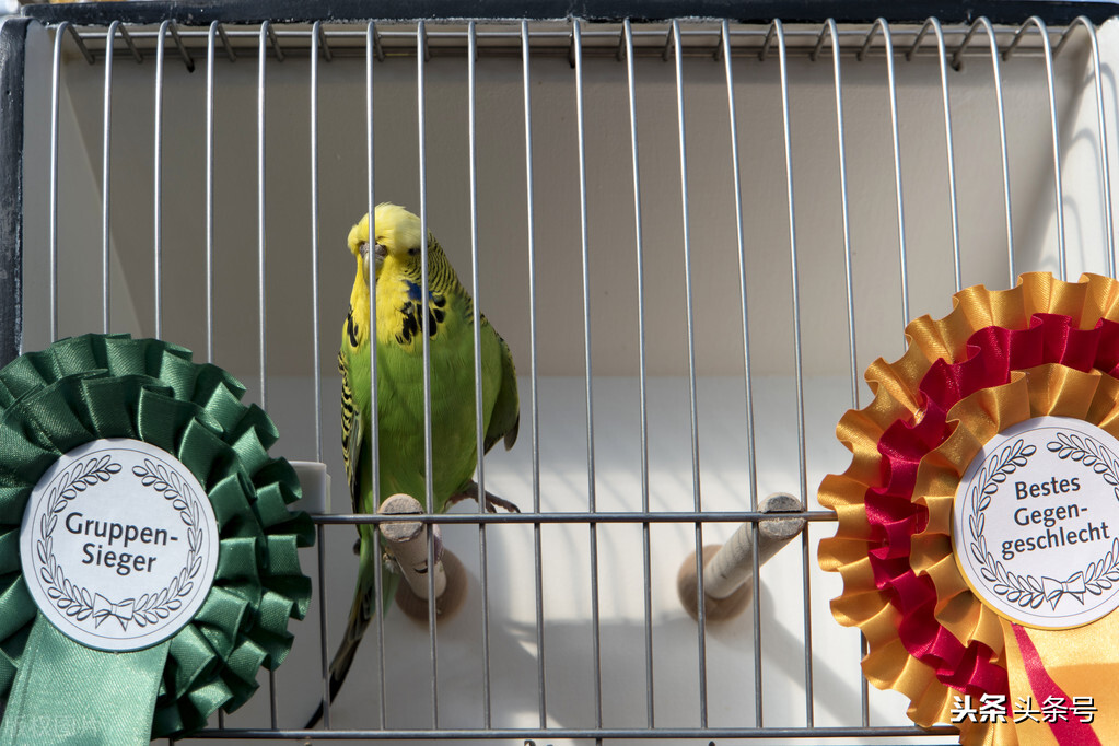 新手养虎皮鹦鹉教程,新手怎么给虎皮鹦鹉洗澡