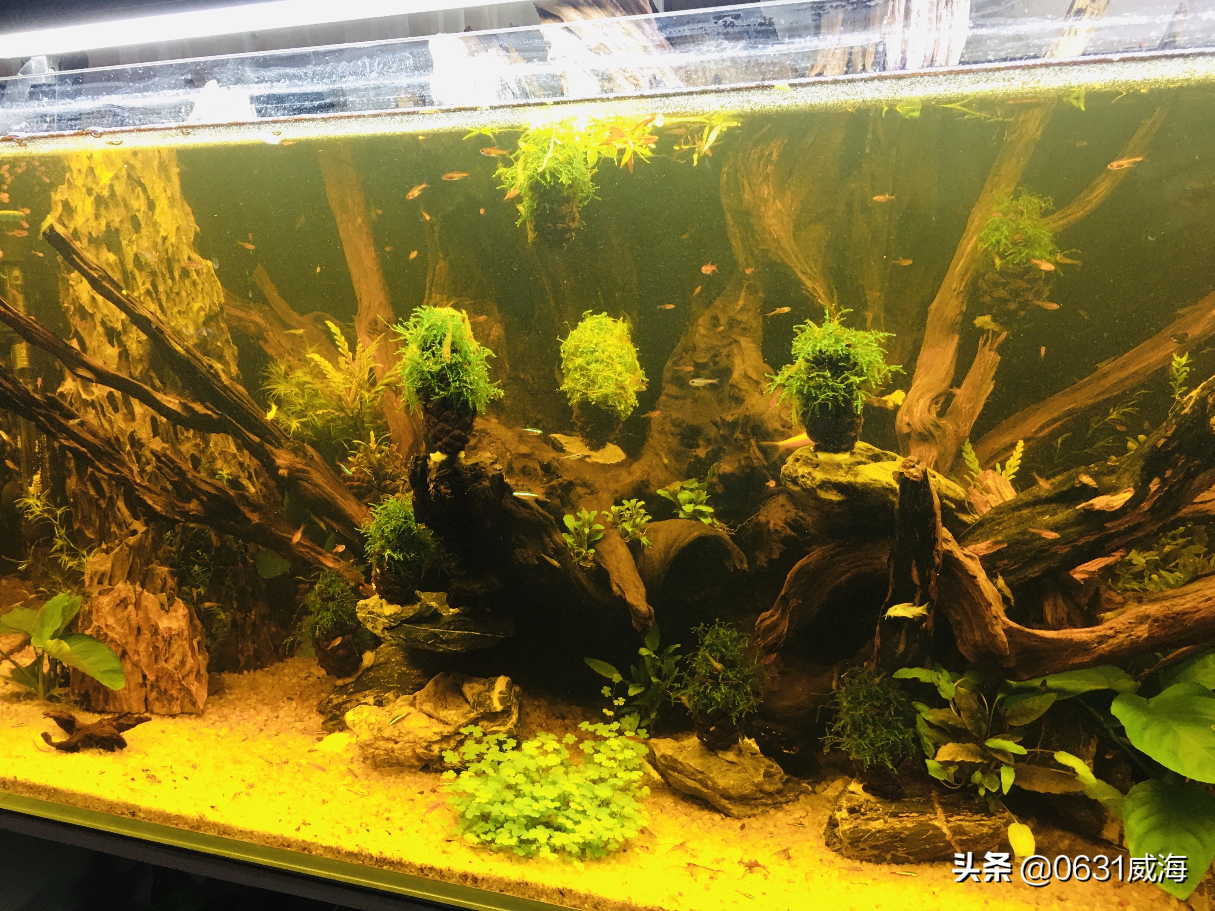 水草缸鱼缸黄水的形成及处理办法，了解一点点，养鱼养草更轻松