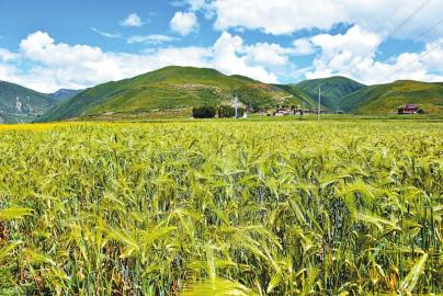 你把锋芒直插苍穹:高原“精灵”青稞的风采(原创)