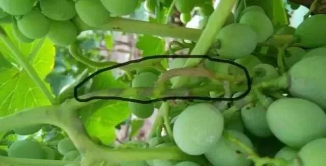 有关葡萄的病症,葡萄新梢病害图谱