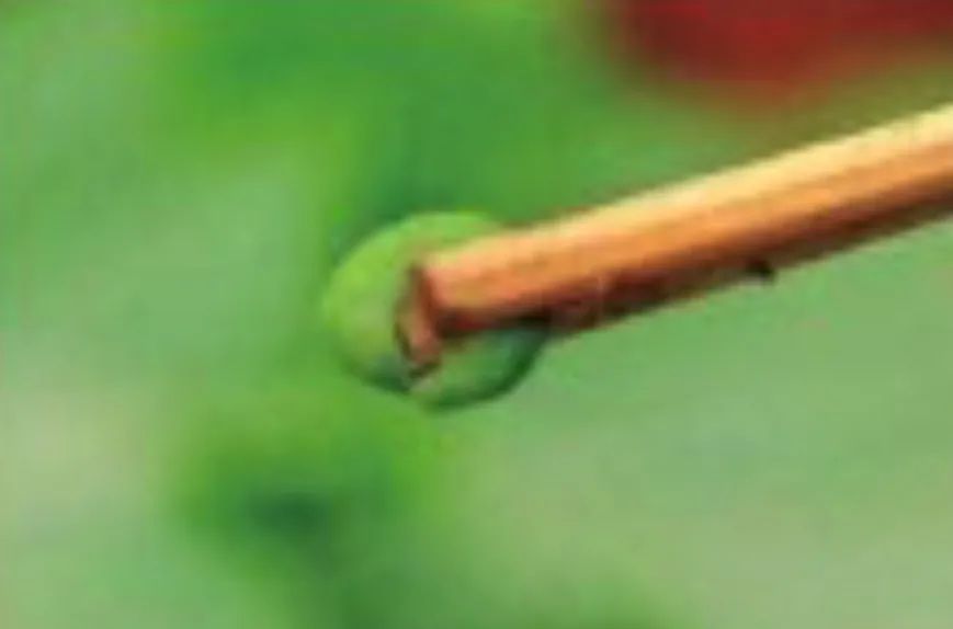 避蚜虫的防虫网,种菜防虫网能防蚜虫吗