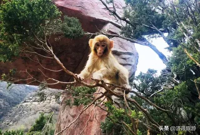 春暖花开踏青热，五龙口景区迎来春游小高峰！